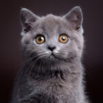 Mittens