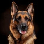 Rex